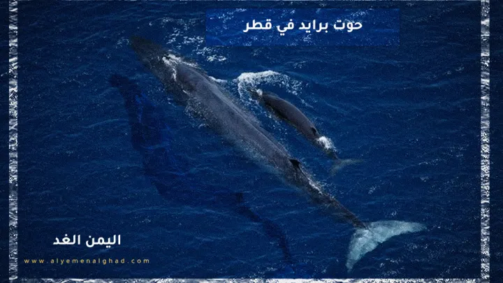 معلومات عن حوت برايد brydes whale و أين يعيش