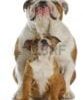 صور كلاب بولدوغ - Dog Bulldog