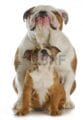معلومات حول كلاب بولدوغ - البولدوغ Dog Bulldog