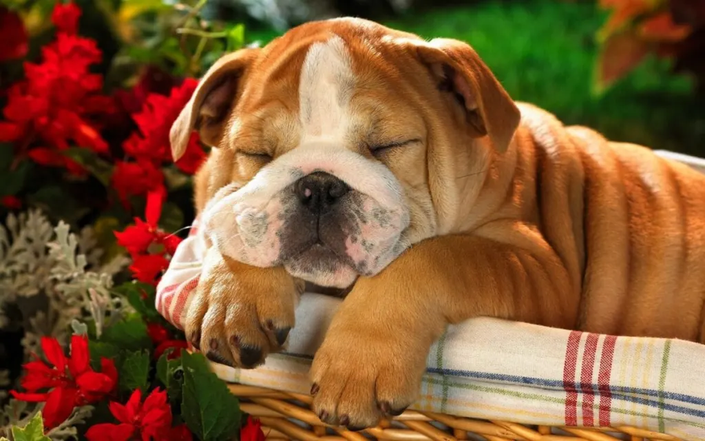 كلاب bulldog