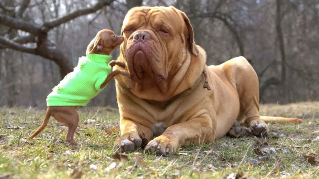 كلاب bulldog
