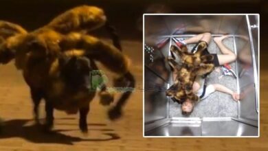 خدعة Mutant Giant Spider Dog الكلب العنكبوت