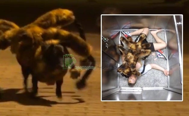 خدعة Mutant Giant Spider Dog الكلب العنكبوت