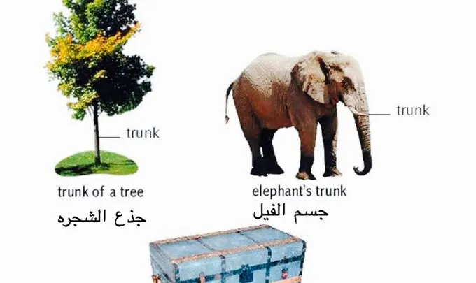 معنى trunk باللغة العربية والإنجليزية