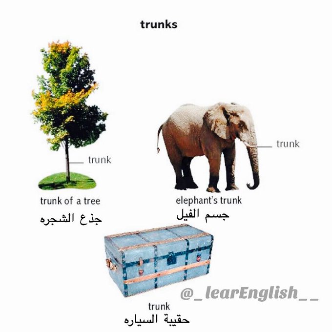 معنى Trunk باللغة العربية والإنجليزية 2