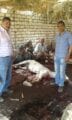 القبض على جزارين في الفيوم يبيعون لحم الحمير من اخر اخبار مصر 11-6-2015