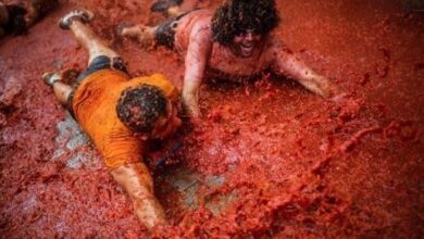 هذه ليست دماء ومجازر ، صور مهرجان الطماط في اسبانيا 31-8-2016 1