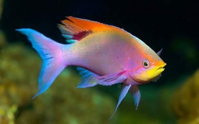 صور سمك 2020 صور حيوانات