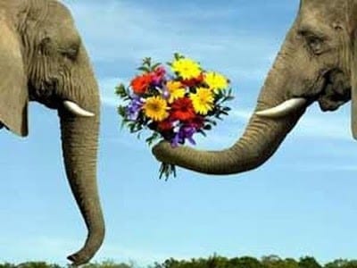 صور فيلة 2020 بطريقة رومانسية