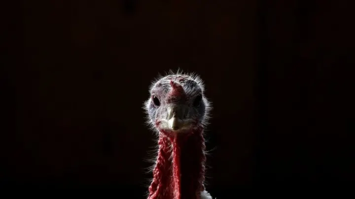 ماهو موعد عيد الشكر Thanksgiving 2016 وترامب يدعوا إلى الإلتحام في ليلة عيد الشكر 2016