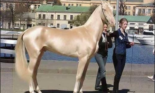 صور خيول 2027 غاية في الجمال