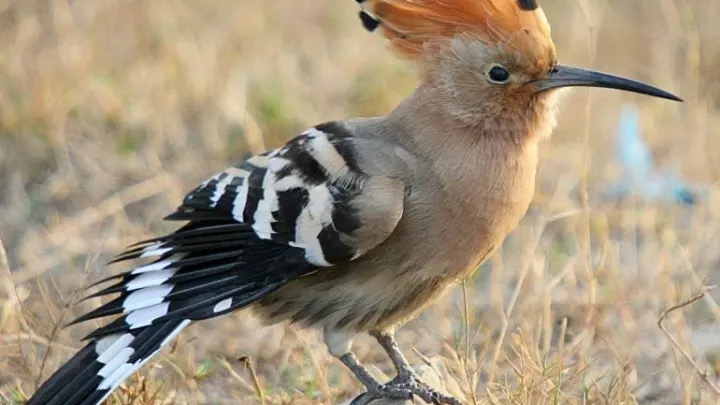 الحيوانات التي لا يجوز قتلها والمنهي في الإسلام قتلها