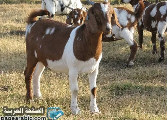 تفسير حلم رؤية الغنم الماعز الكبش Goat Dream