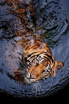 صور نمور 2019 مفترسة Tiger Pictures