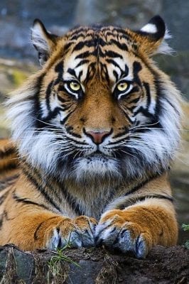 صور نمور 2019 مفترسة Tiger Pictures