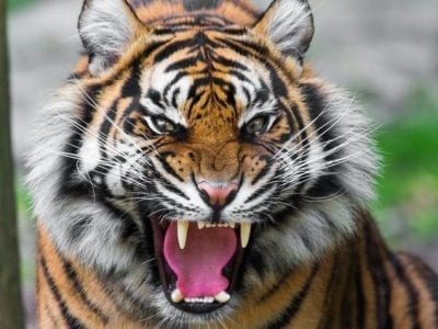 صور نمور 2019 مفترسة Tiger Pictures