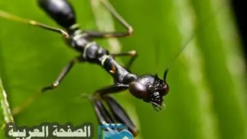 تفسير حلم النمل الاسود في المنام
