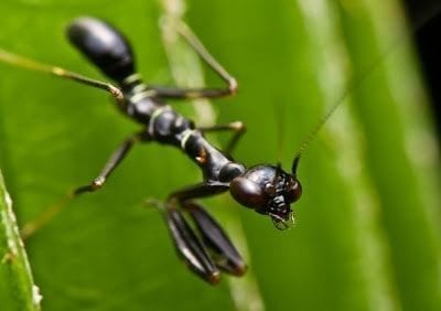 تفسير حلم النمل الاسود Black Ants
