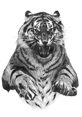 صور نمور 2024 مفترسة Tiger Pictures 1