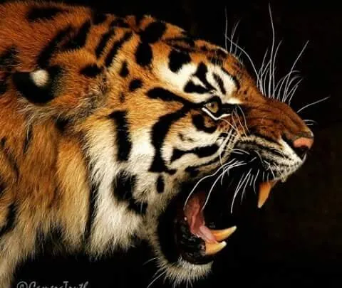 صور نمور 2019 مفترسة Tiger Pictures