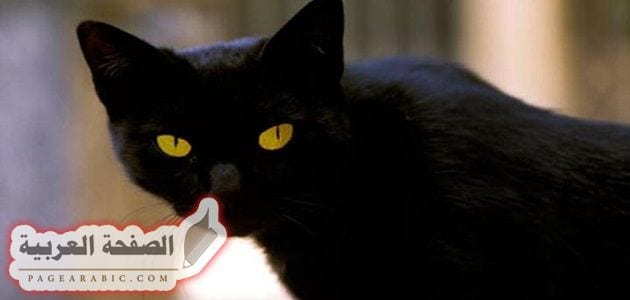 تفسير رؤية القطة السوداء في المنام