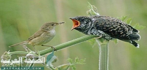 قصة طائر الوقواق المخادع كامله