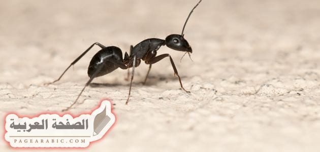 وصفات طبيعية لـطرد النمل من المنزل