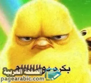 كلمات اغنية بكرة دوام