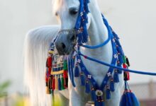 خلفيات صور خيول ٢٠٢٤ عربية حصان 2024 عربية اصيلة 2