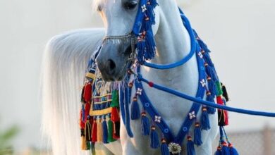 خلفيات صور خيول ٢٠٢٤ عربية حصان 2024 عربية اصيلة 4