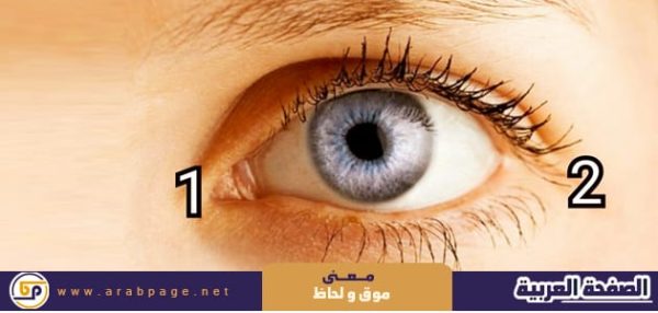 معنى موق العين واللحاظ كلمة الموق