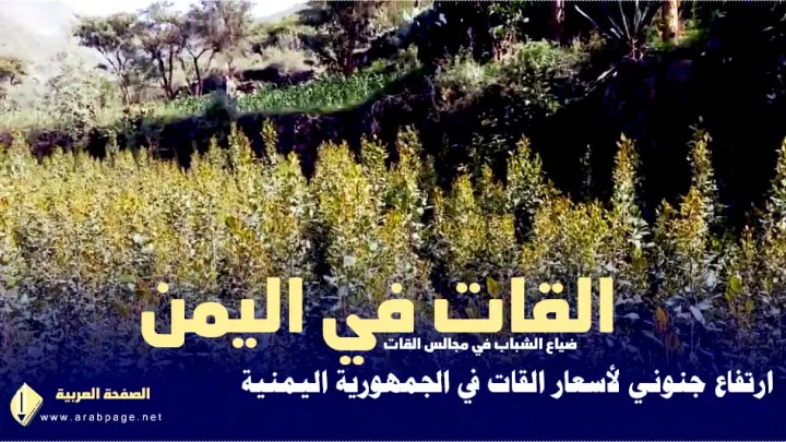 سعر القات اليوم في اليمن وكذلك القات اليابس في السعودية