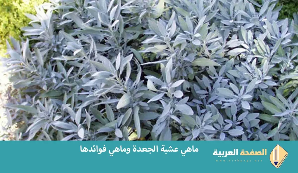 عشبة الجعدة فوائدها واضرارها