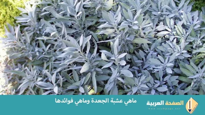 فوائد الجعدة الصحية وماذا تعرف عن عشبة الجعدة