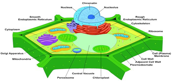 مالعضيات التي توجد في الخلايا النباتية ولاتوجد في الخلايا الحيوانية؟ 4