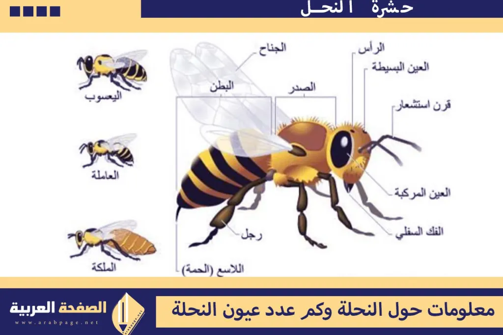 كم عدد عيون النحلة وكذلك عدد ارجل النحلة كم عدد عيون النحلة