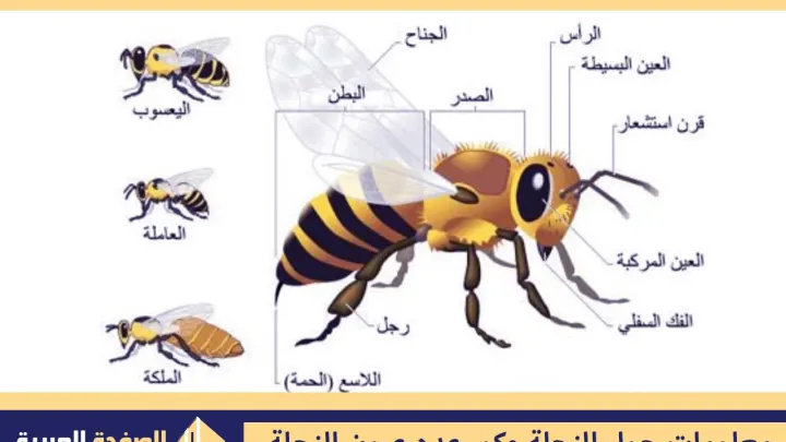 كم عدد عيون النحلة وكذلك عدد ارجل النحلة