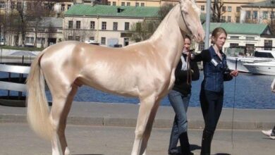 صورة الحصان الخيل التركي حصان ذهبي 21