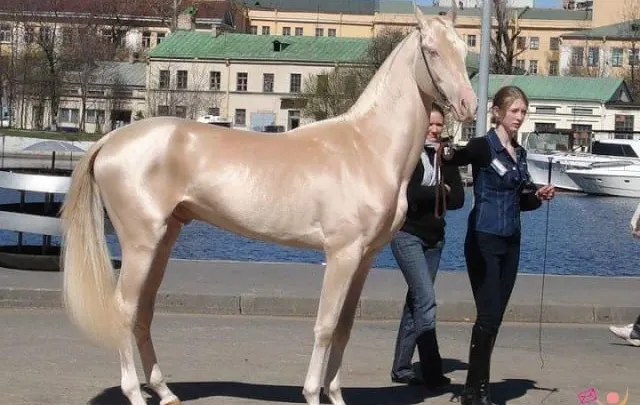 صورة الحصان الخيل التركي حصان ذهبي
